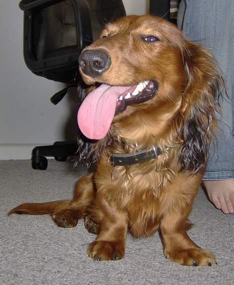 Gravhund Bobby O - øv jeg lukkede øjende  billede 3