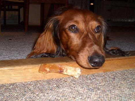 Gravhund Bobby O - HVAD SKAL JEG LAVE billede 4