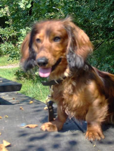 Gravhund Bobby O - sol og sommer billede 5