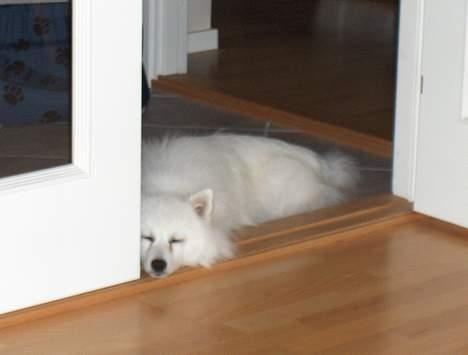 Japansk spids Benji - han kan også blive træt billede 4