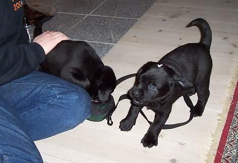 Labrador retriever Poppelys Mille  - 5 uger og allerede en bisse billede 17