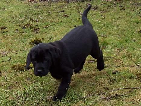 Labrador retriever Poppelys Mille  - I haven billede 18