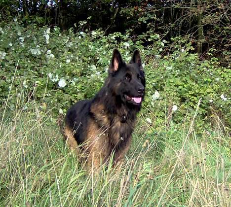 Schæferhund Buster *på de evige enge* billede 17
