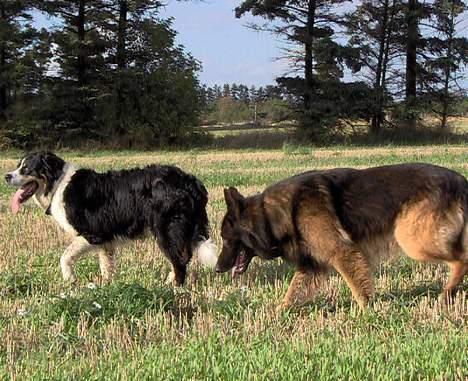 Schæferhund Buster *på de evige enge* billede 18