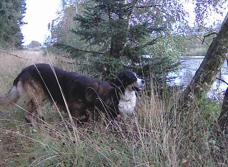 Schæferhund Buster *på de evige enge* billede 19