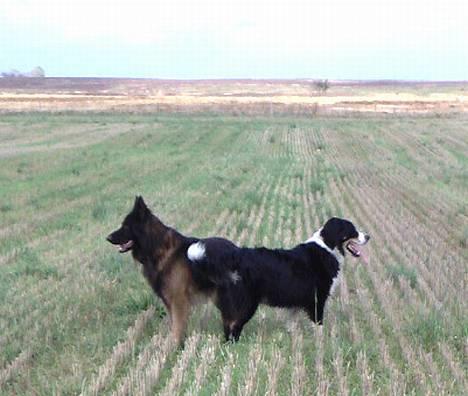 Schæferhund Buster *på de evige enge* billede 20