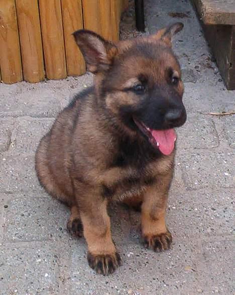 Schæferhund Bøgilds Bondie *død* - nåå vor er hun sød :) da vi var ude at se hinde  billede 1