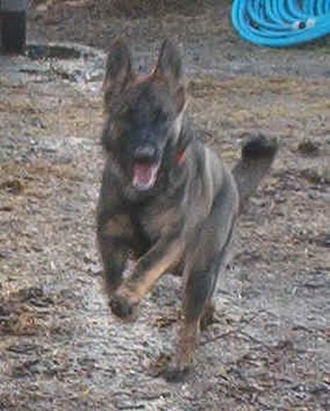 Schæferhund Bøgilds Bondie *død* - Sker der noget billede 2