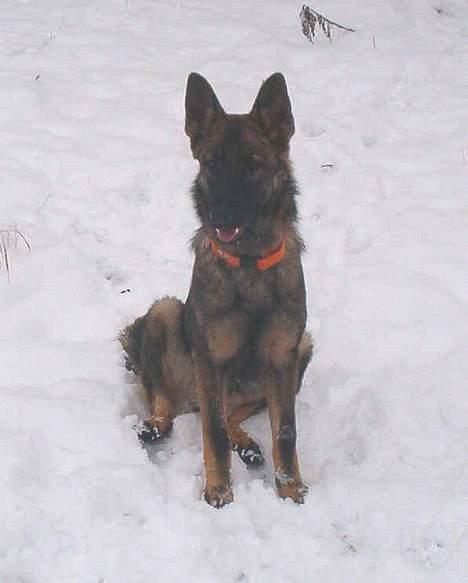 Schæferhund Bøgilds Bondie *død* - Jeg holder lige en lille pause billede 3