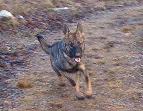 Schæferhund Bøgilds Bondie *død* - Her kommer jeg billede 4