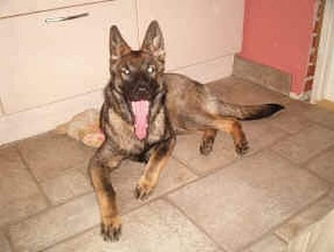 Schæferhund Bøgilds Bondie *død* - Jeg Tret Gaaaaaab billede 5