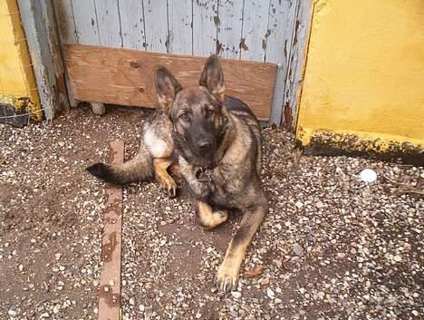 Schæferhund Bøgilds Bondie *død* - Er der noget galt billede 6