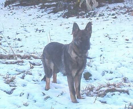 Schæferhund Bøgilds Bondie *død* - I vinters hun fik lige oje på en af vores heste billede 7