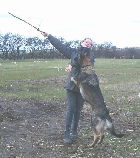 Schæferhund Bøgilds Bondie *død* - Giv mig så min pen :() billede 8
