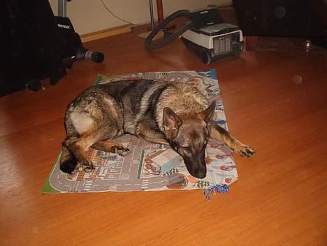 Schæferhund Bøgilds Bondie *død* - Må jeg ikke nok blive liggende billede 9