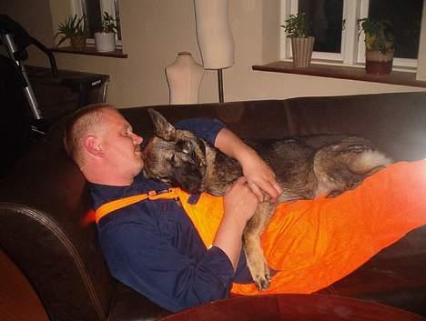 Schæferhund Bøgilds Bondie *død* - nåå vor sødt Bondie og min far sover billede 10