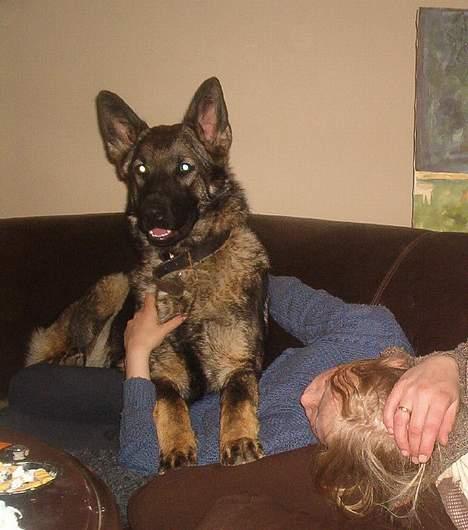 Schæferhund Bøgilds Bondie *død* - Hvad laver du  billede 13