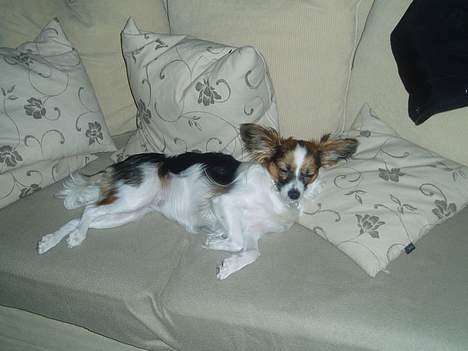 Papillon Tulle - Jeg er så træt... billede 17