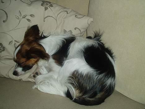 Papillon Tulle - zzzzzz...... billede 18