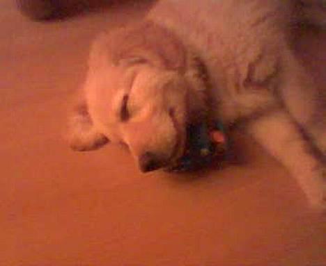 Golden retriever Buller billede 13