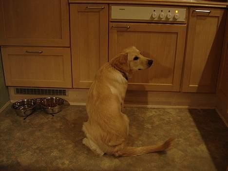 Golden retriever Buller billede 14