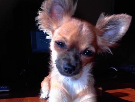 Chihuahua Daisy - Daisy tænker lige lidt over det.... billede 12