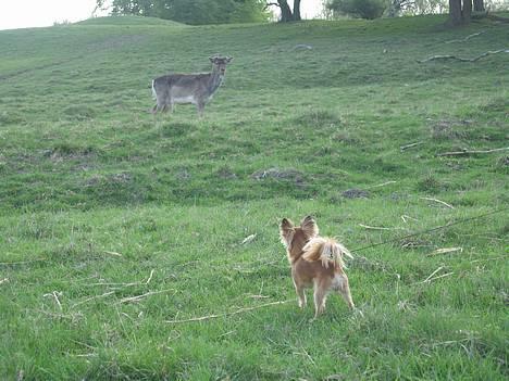 Chihuahua Daisy - Daisy´s første møde med en ´bambi´ :) billede 13
