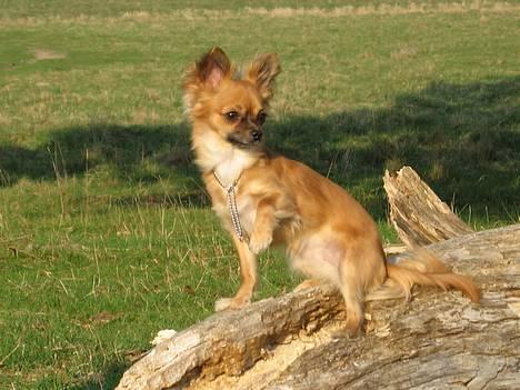 Chihuahua Daisy - Er der flere bambier?? Daisy holder udkig. billede 14