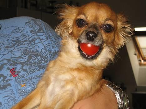 Chihuahua Daisy - Daisy elsker cherrytomater, og man må IKKE få den! billede 15