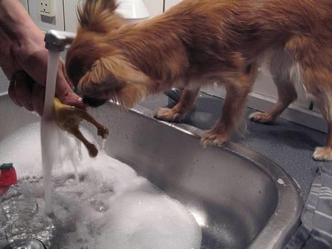 Chihuahua Daisy - Her bliver Daisy´s kylling vasket.. og Daisy er meget ængstelig og vil gerne hjælpe til.. billede 16