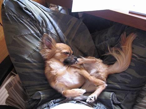 Chihuahua Daisy - hyggetid i skødet på mor. billede 17