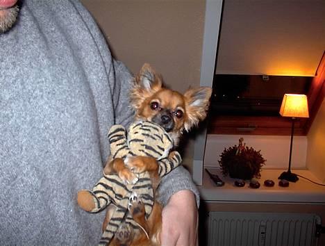 Chihuahua Daisy billede 18