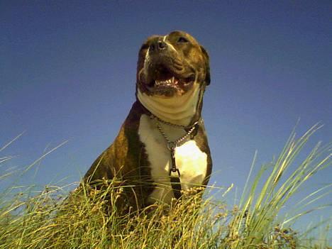 Amerikansk bulldog Mackie - Fang mig dem der kan...... billede 1