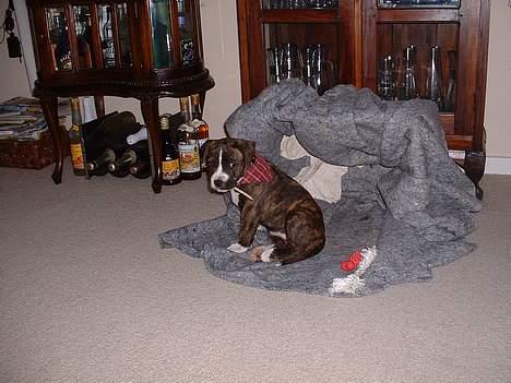 Amerikansk bulldog Mackie - Jeg begyndte at ryge i en meget ung alder..... billede 2