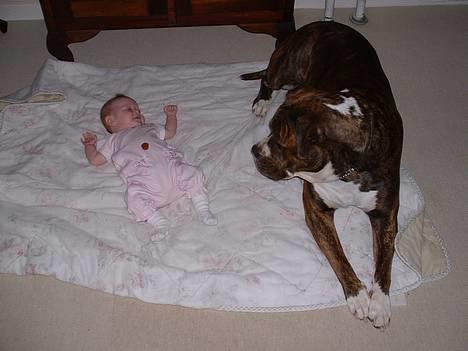 Amerikansk bulldog Mackie - Uhhmmm to lækre godbider.....hvilken skal jeg spise først... billede 3