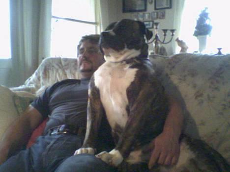 Amerikansk bulldog Mackie - Hallo kan så få lidt ro..mor.. vi ser altså fodbold i tv... billede 4