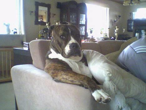 Amerikansk bulldog Mackie - Familie hygge på sofaen...... billede 5