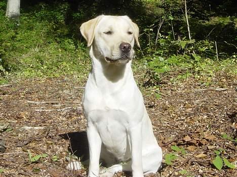 Labrador retriever Zena billede 1