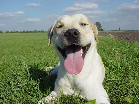 Labrador retriever Zena - Pyha det er hårdt at trænne billede 2
