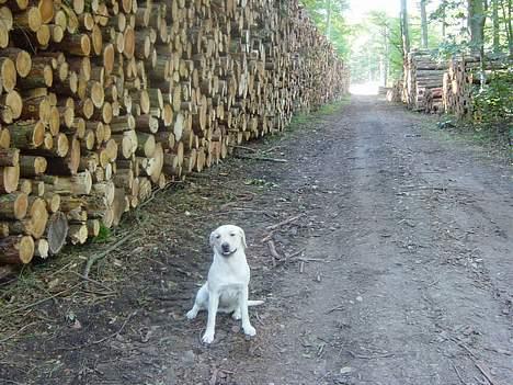 Labrador retriever Zena - Lille mig billede 3