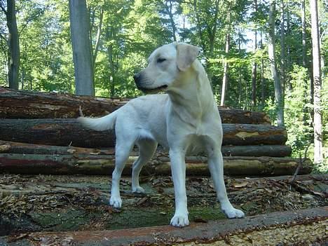 Labrador retriever Zena - Kom der nogen  billede 4
