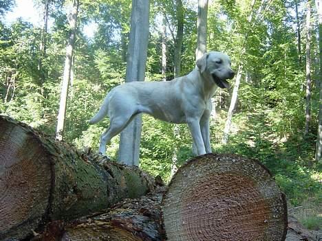 Labrador retriever Zena billede 5