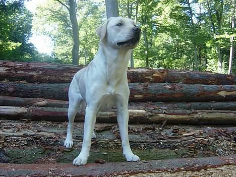 Labrador retriever Zena billede 6