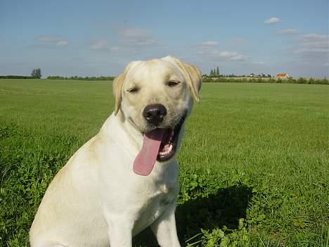 Labrador retriever Zena - Pyha mere trænning billede 7