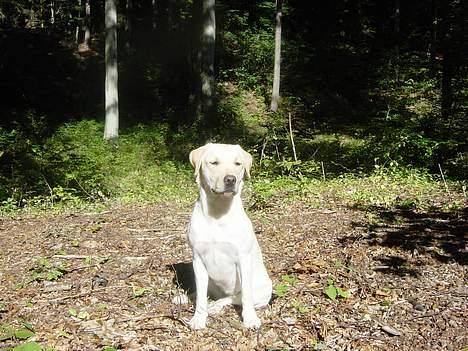 Labrador retriever Zena billede 8