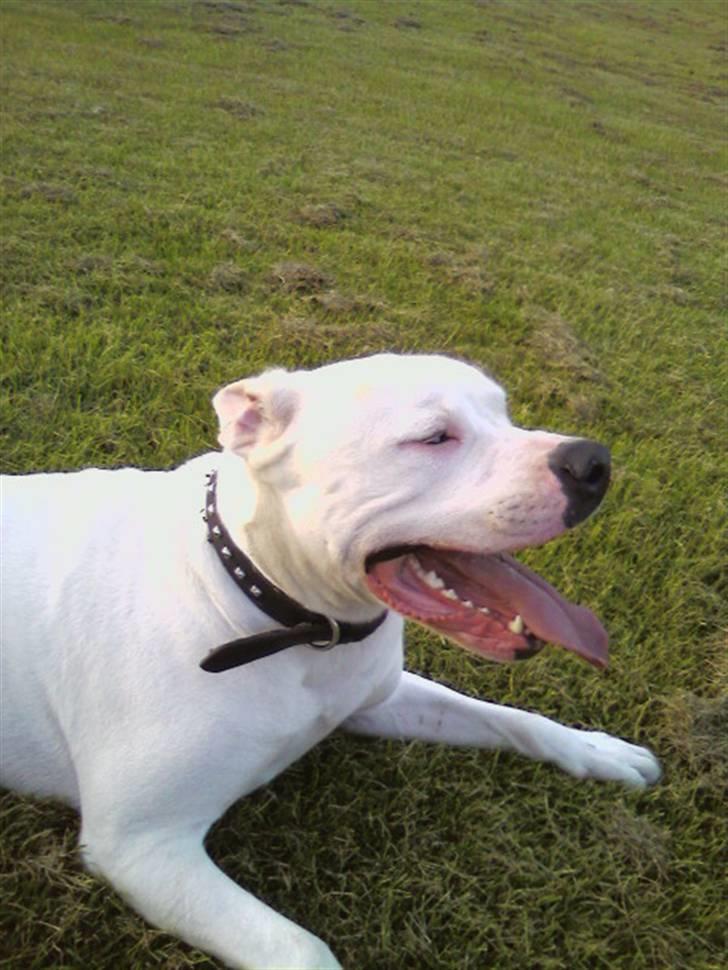 Amerikansk bulldog *Tjako* billede 1