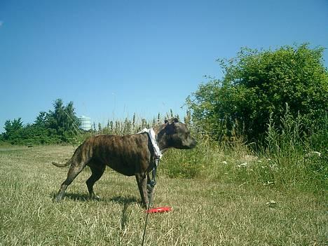 Staffordshire bull terrier ( Engelsk) Murphy billede 11