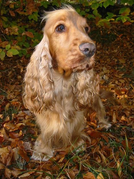 Cocker spaniel Penlope - VELKOMMEN TIL! Sæt endelig et lillle "fodaftryk" inden I smutter.. så kan jeg se hvem der har været forbi. billede 1
