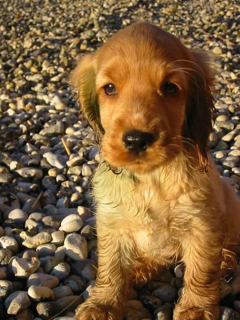 Cocker spaniel Penlope - Lille og grøn (øretatoveringen smittede af i regnen) billede 2