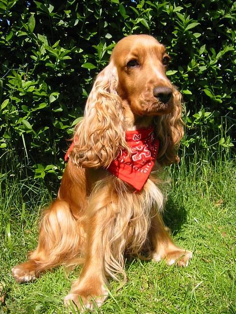 Cocker spaniel Penlope - En rigtig charmetrold! billede 3